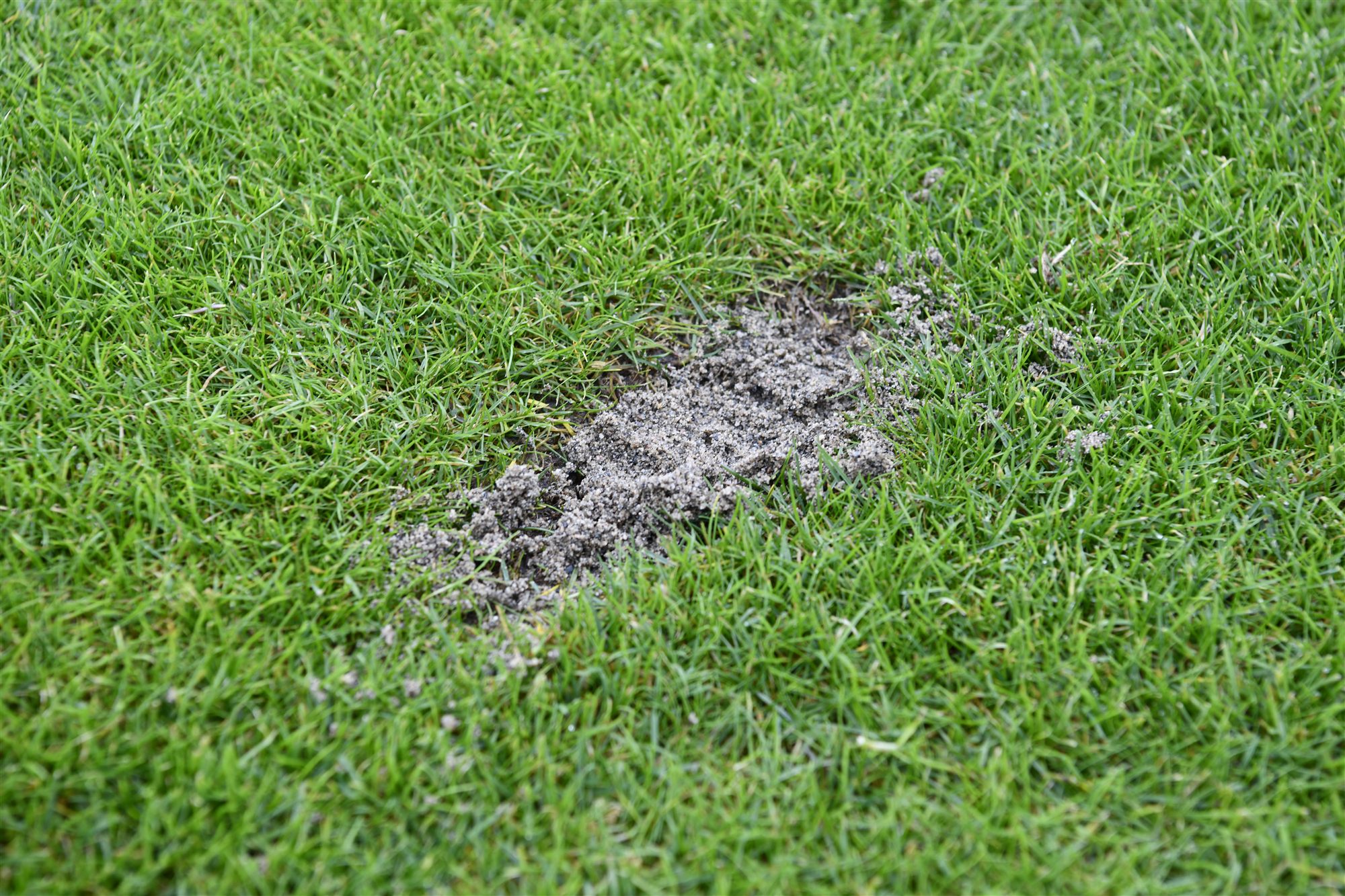 Sand i divot